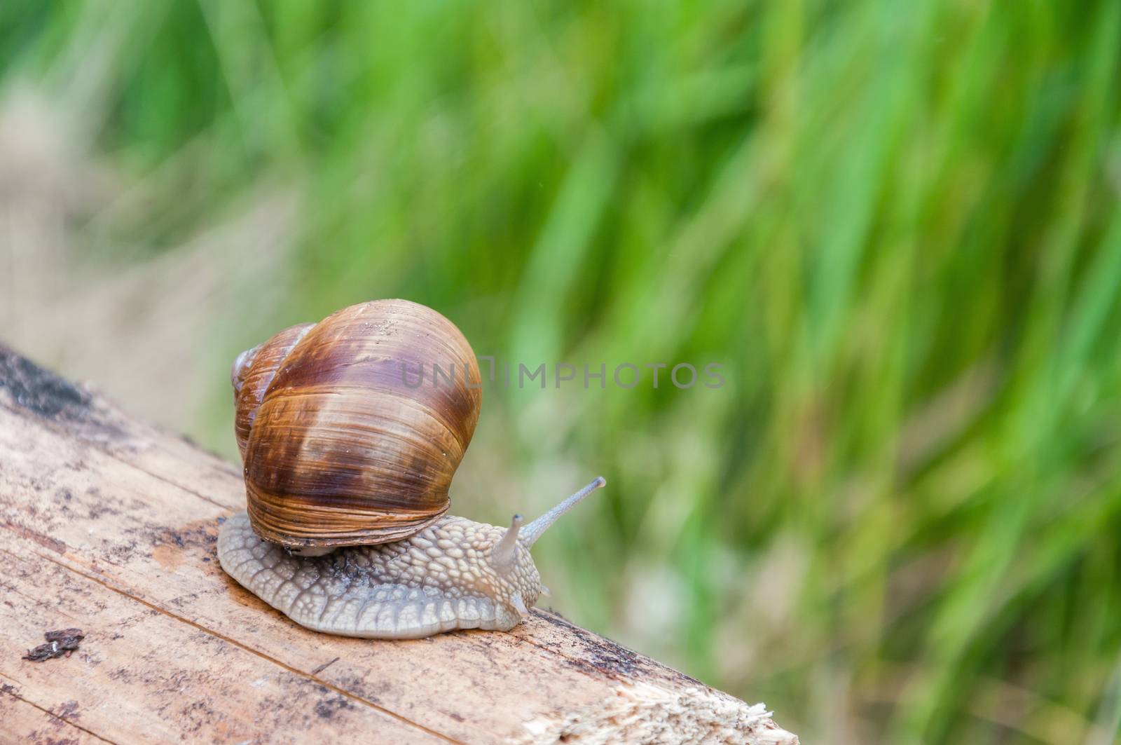 Snail crawling over a piece of wood