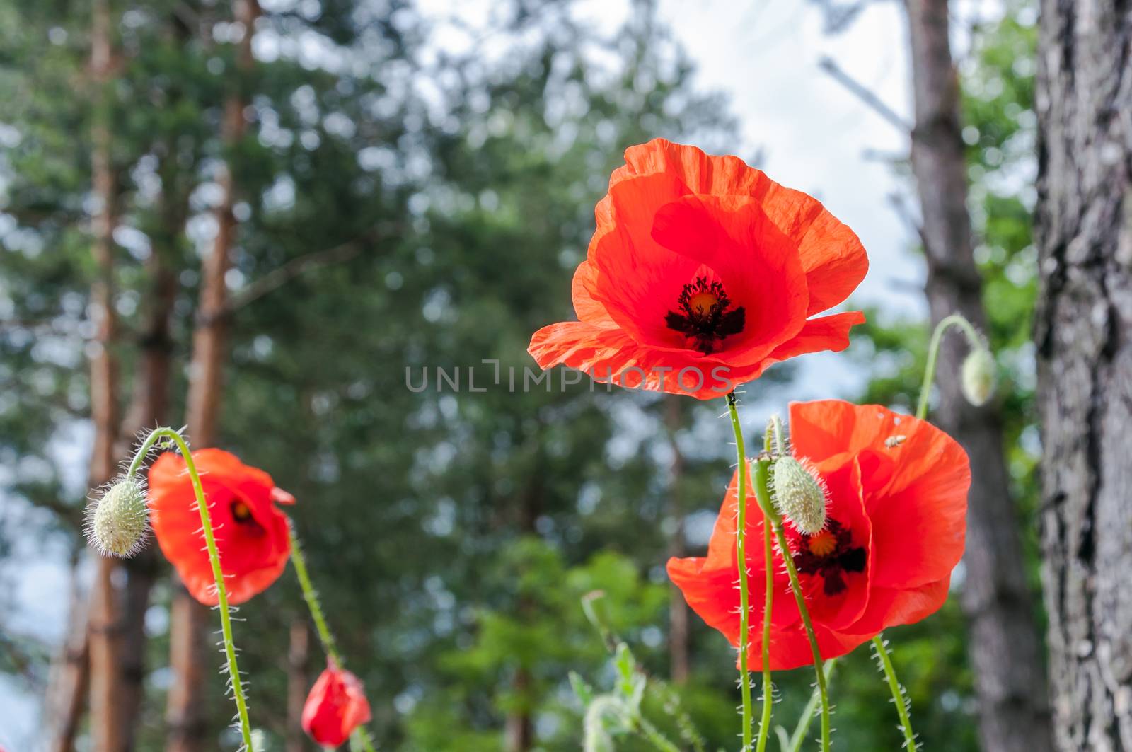 Close up of red poppies on the meadow