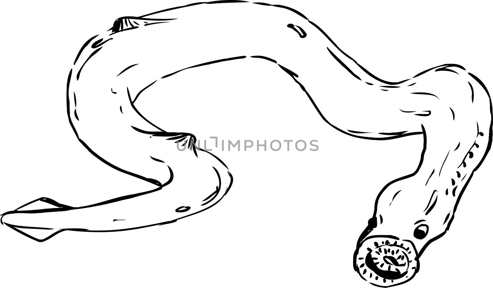 One Outlined Lamprey by TheBlackRhino