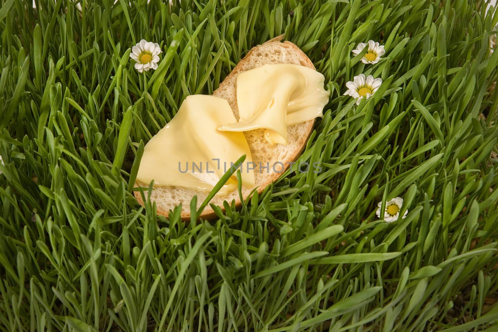 Bread with butter on a green grass