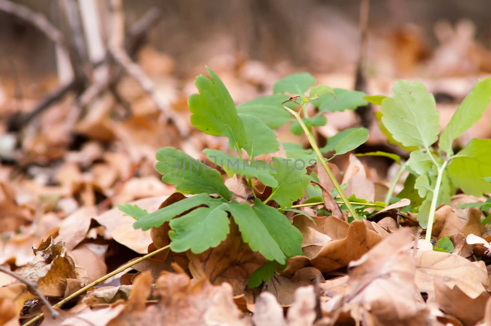 Green blossoming flower among the yellow leaves in autumn by antonius_