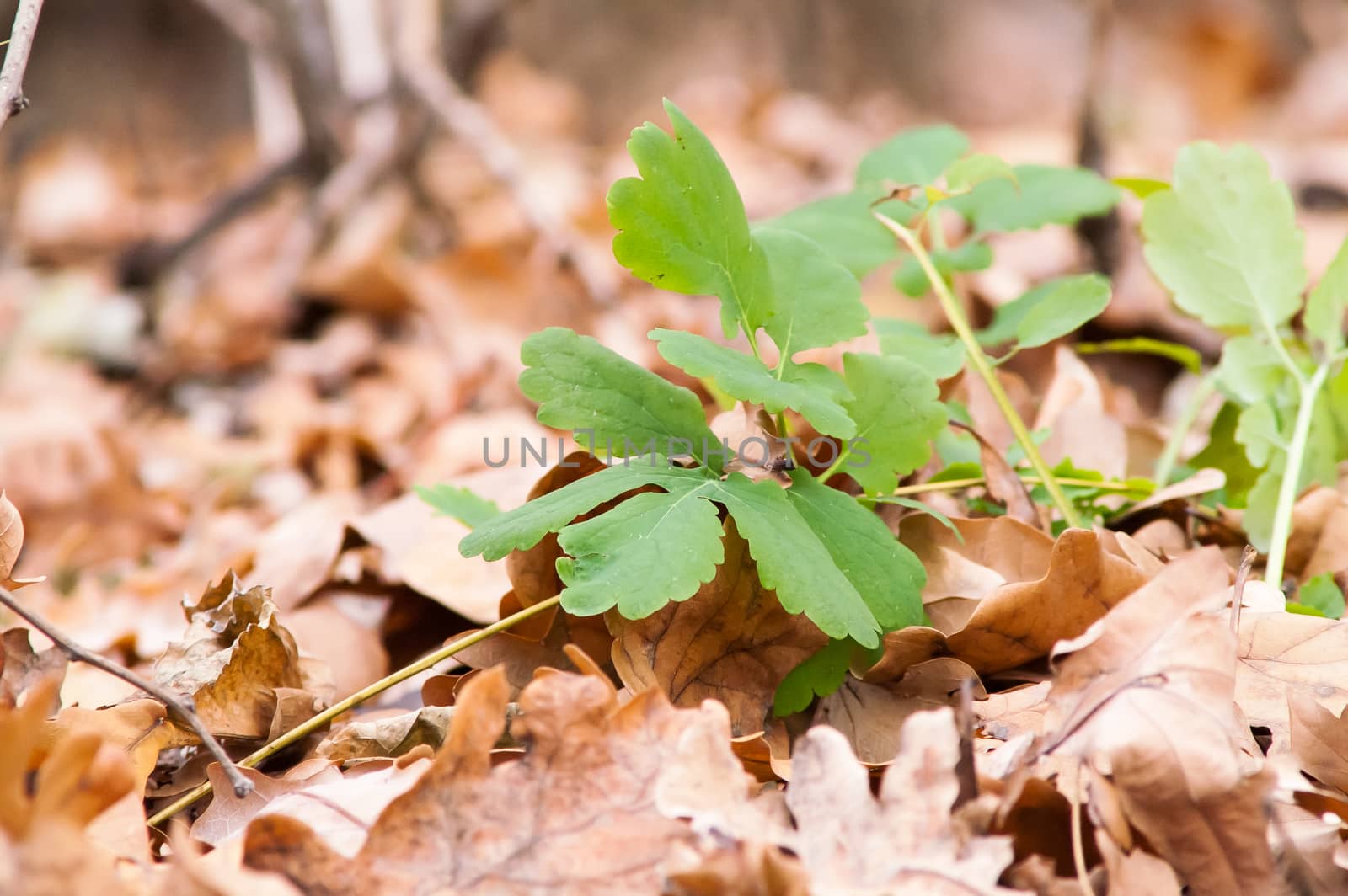 Green blossoming flower among the yellow leaves in autumn by antonius_