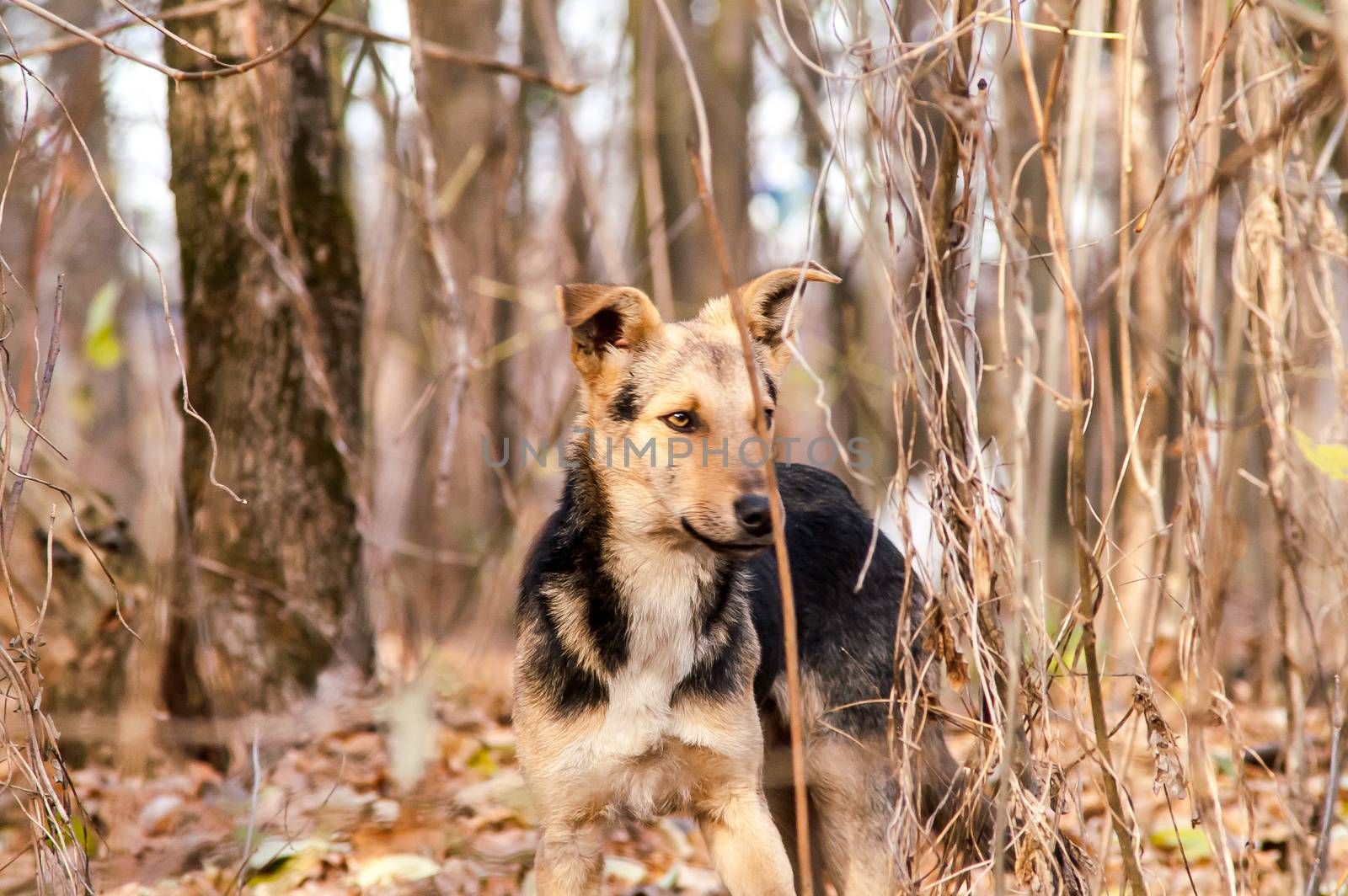 stray stray dog in the autumn forest day