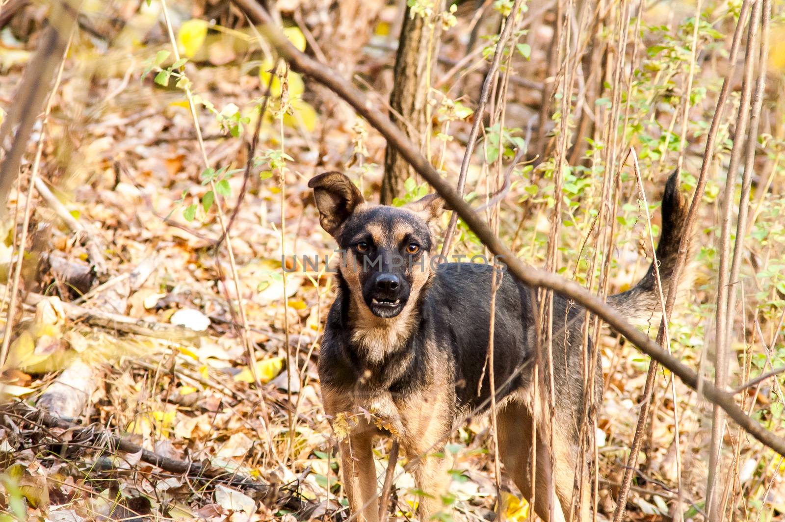 stray stray dog in the autumn forest  by antonius_