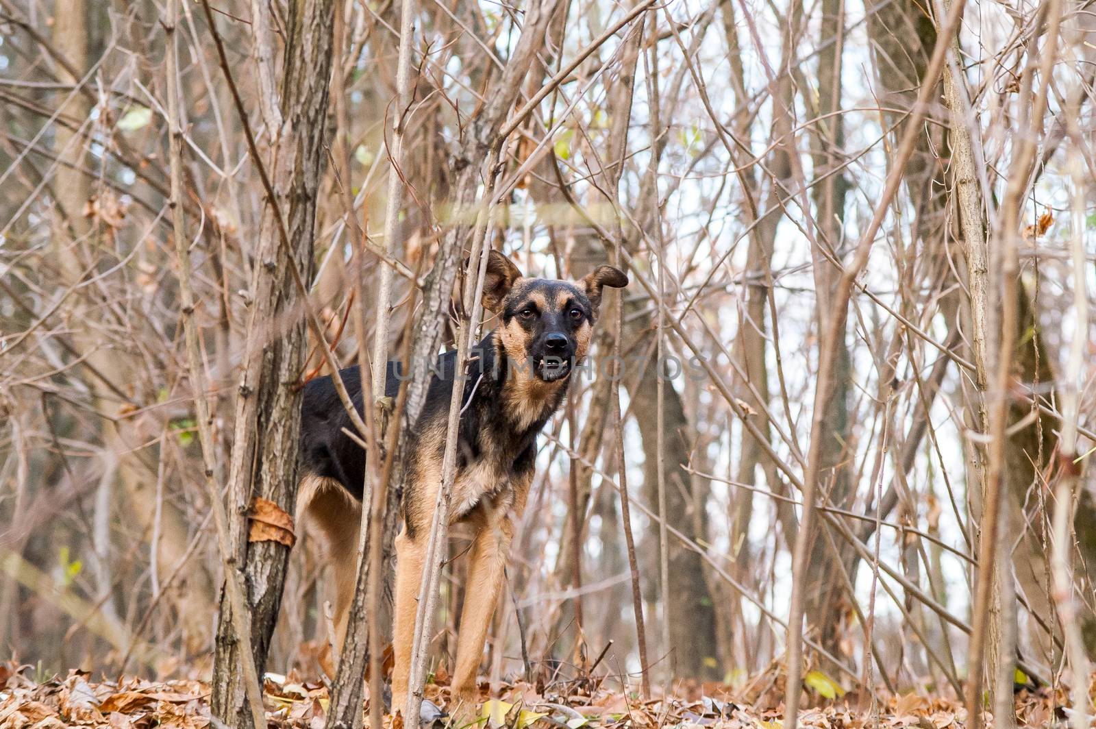 stray stray dog in the autumn forest day