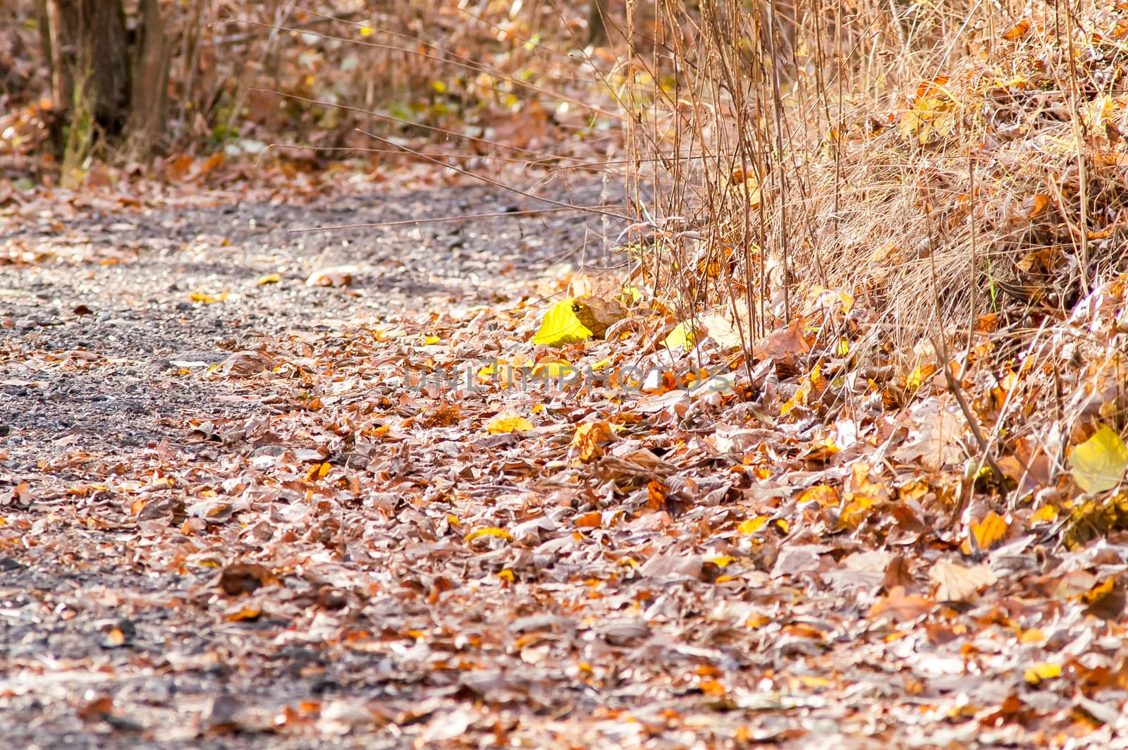 The path in the autumn forest by antonius_