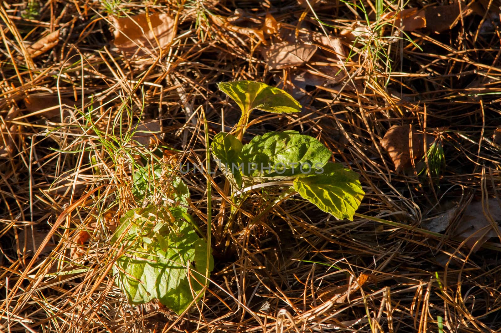 green plant in the autumn in the grass among yellow leaves by antonius_