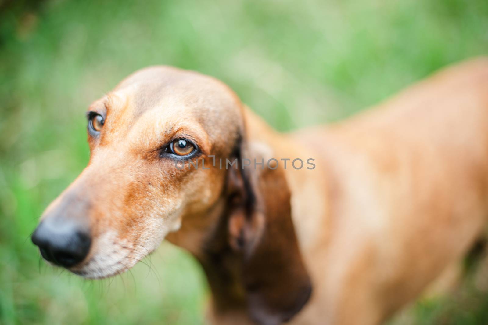 portrait of an adult mixed breed dog