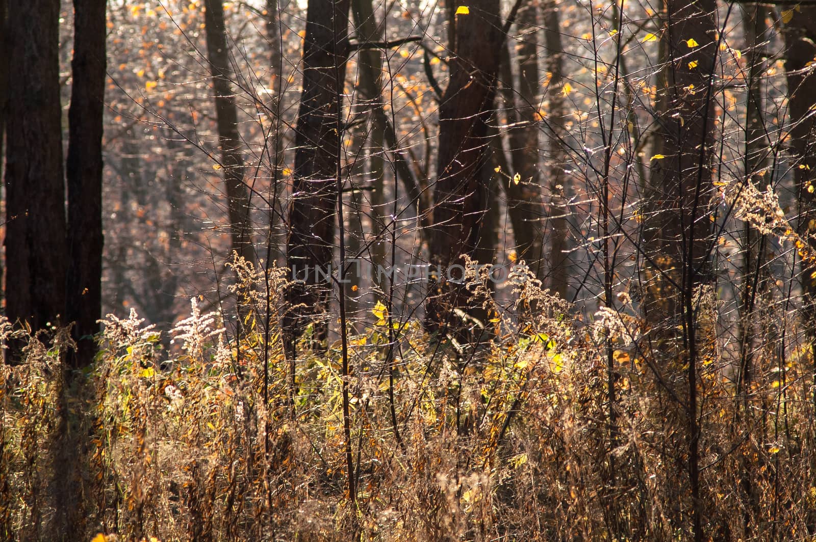 dry grass in the autumn forest  by antonius_