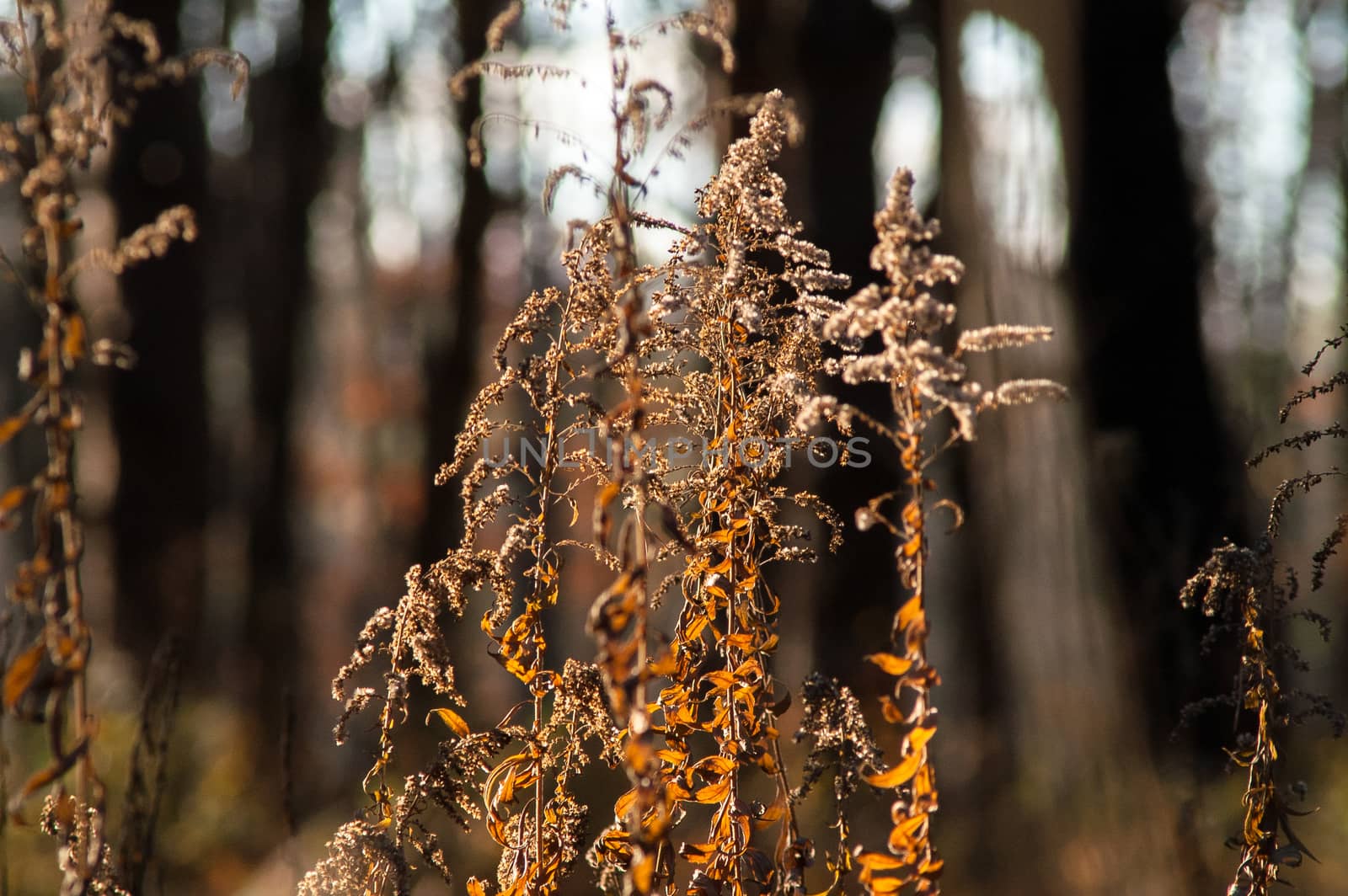 dry grass in the autumn forest  by antonius_
