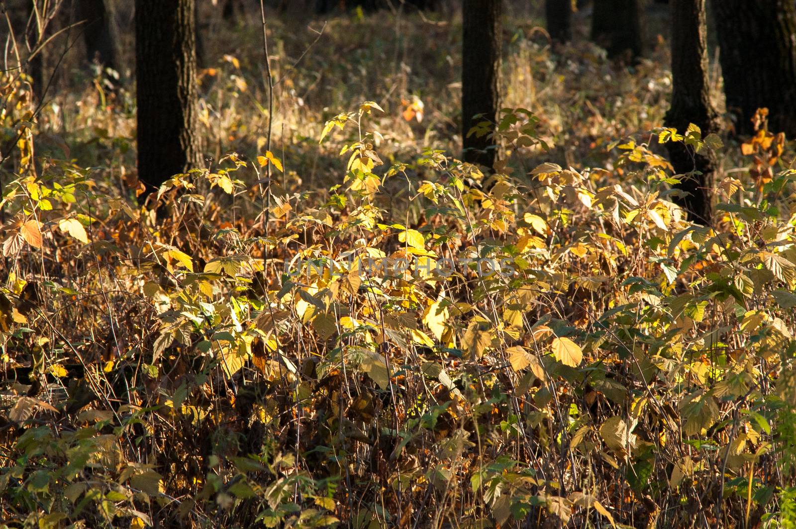 Magic autumn forest plants with red and yellow bushes by antonius_