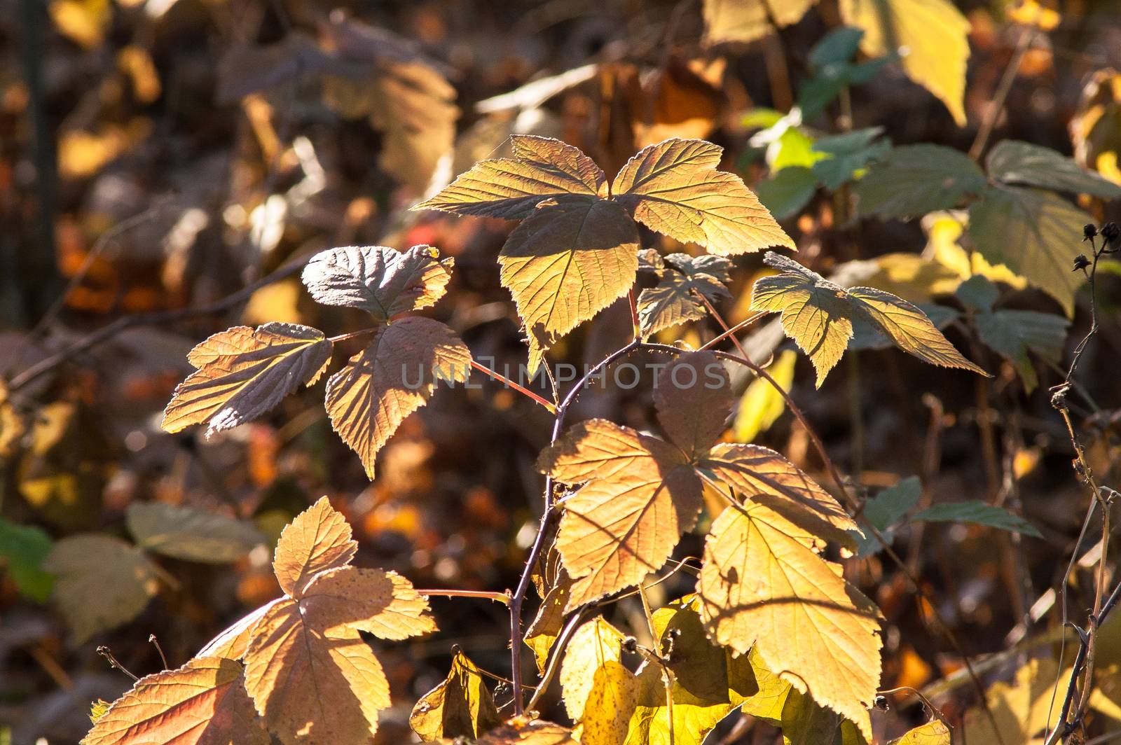 Magic autumn forest plants with red and yellow bushes by antonius_