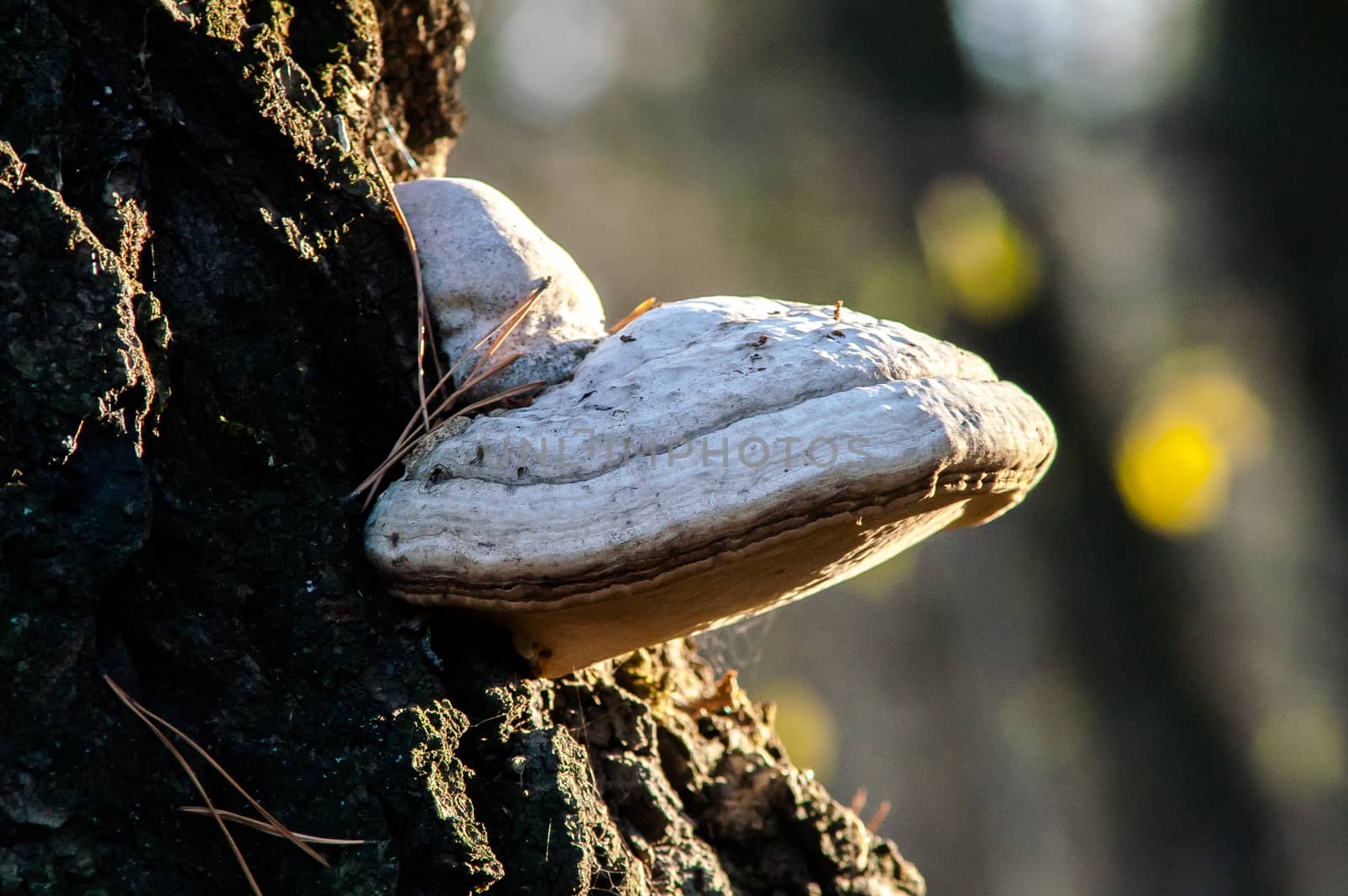 a large mushroom growing on a tree warm autumn by antonius_