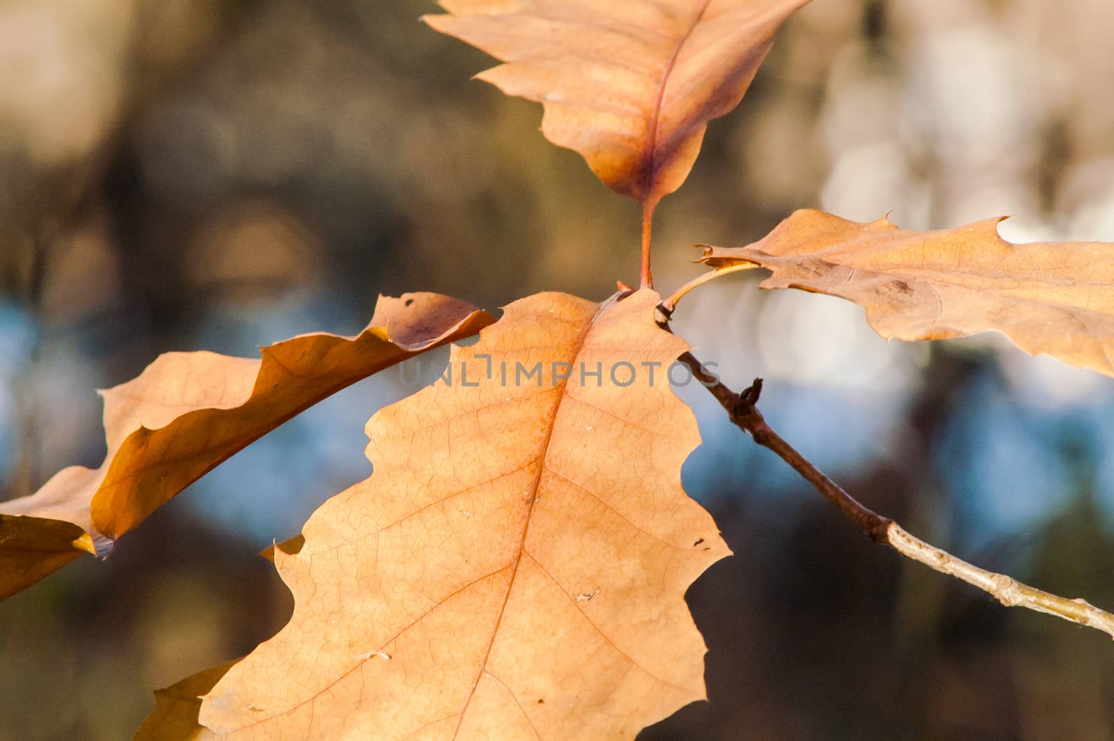 oak leaf on a tree in autumn by antonius_