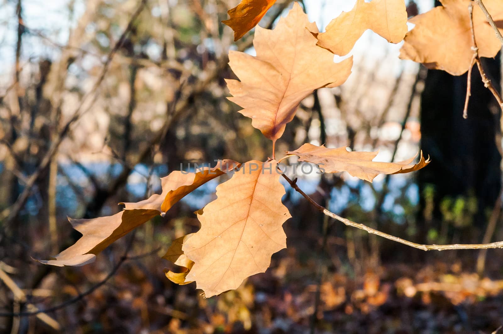 oak leaf on a tree in autumn by antonius_