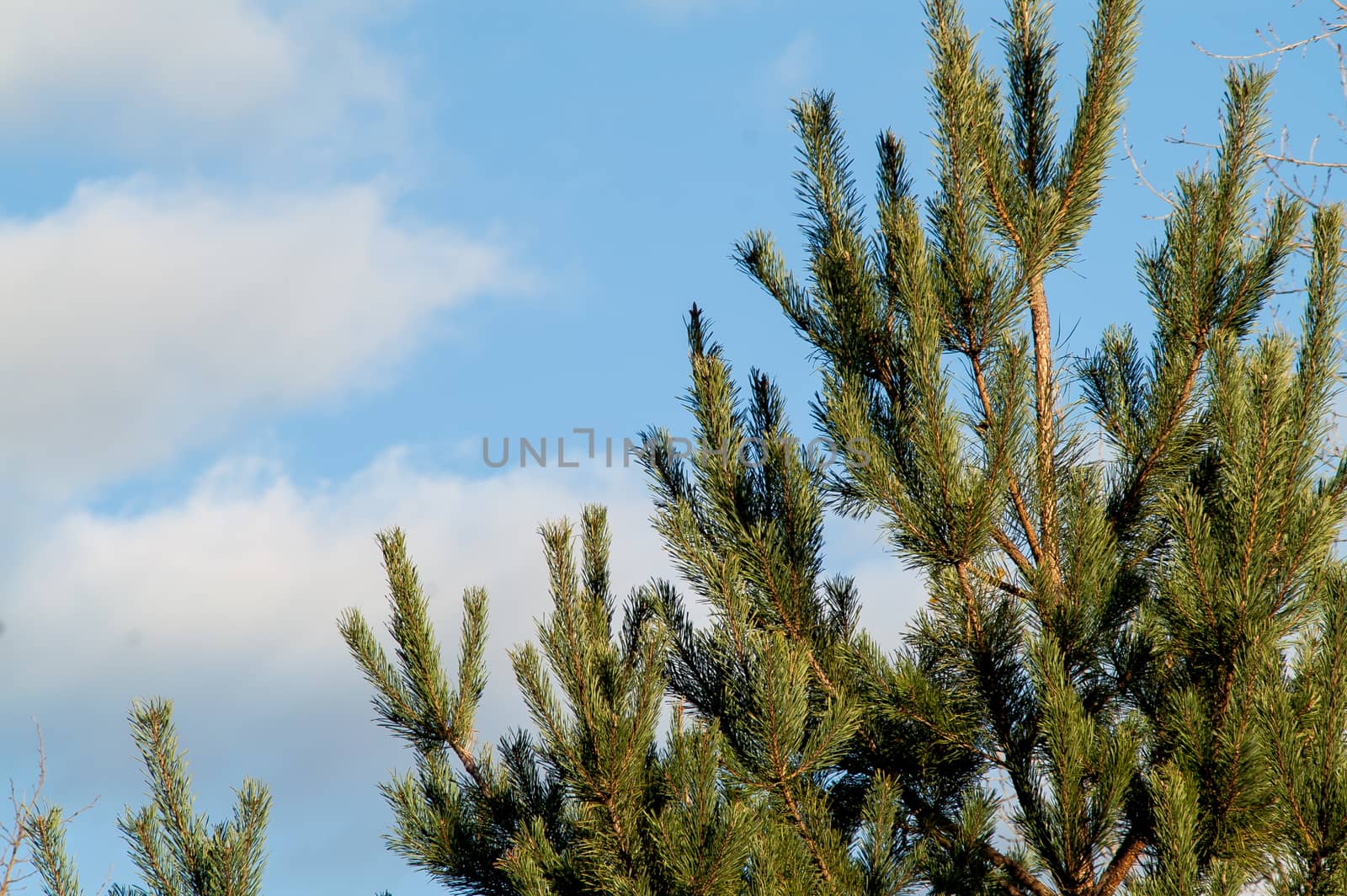 young beautiful needles of green color on a fir-tree  by antonius_