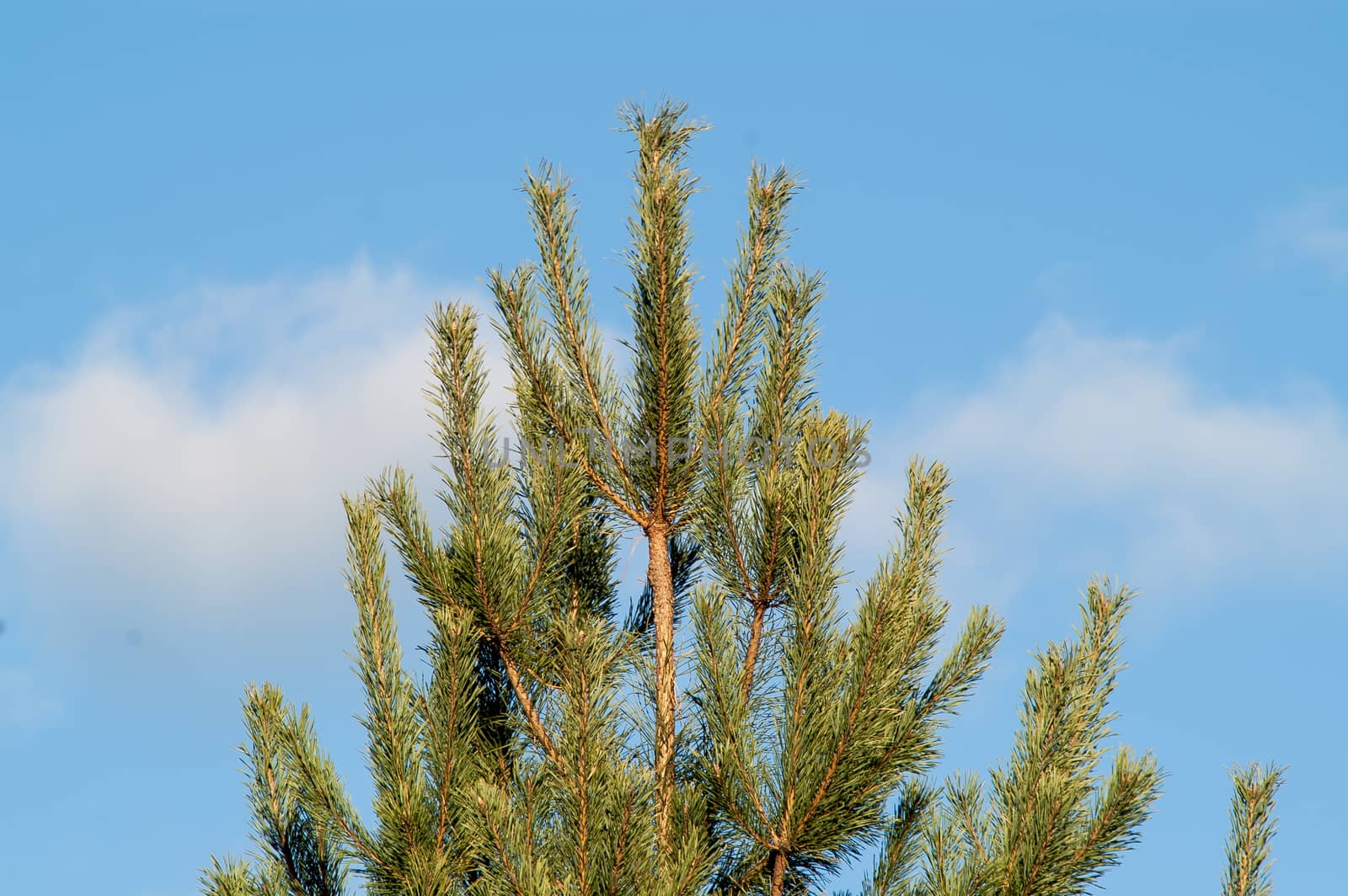 young beautiful needles of green color on a fir-tree  by antonius_