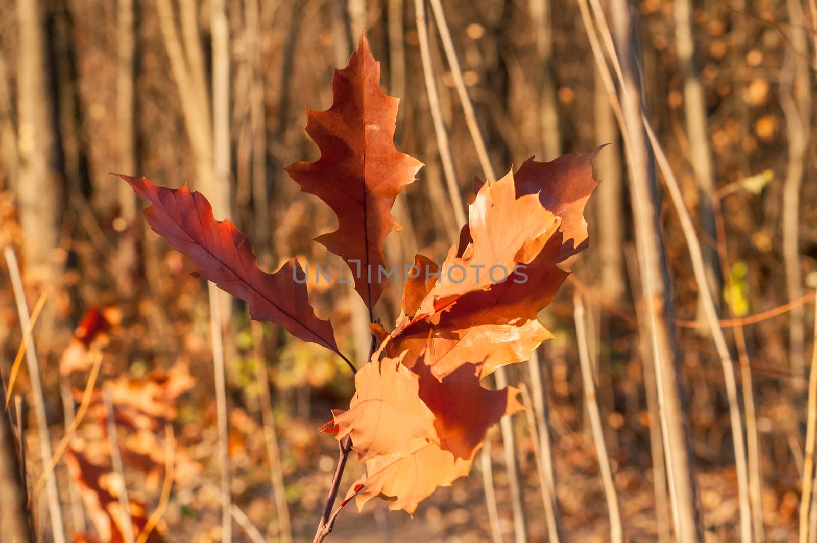 yellow and brown oak leaf on a tree in autumn