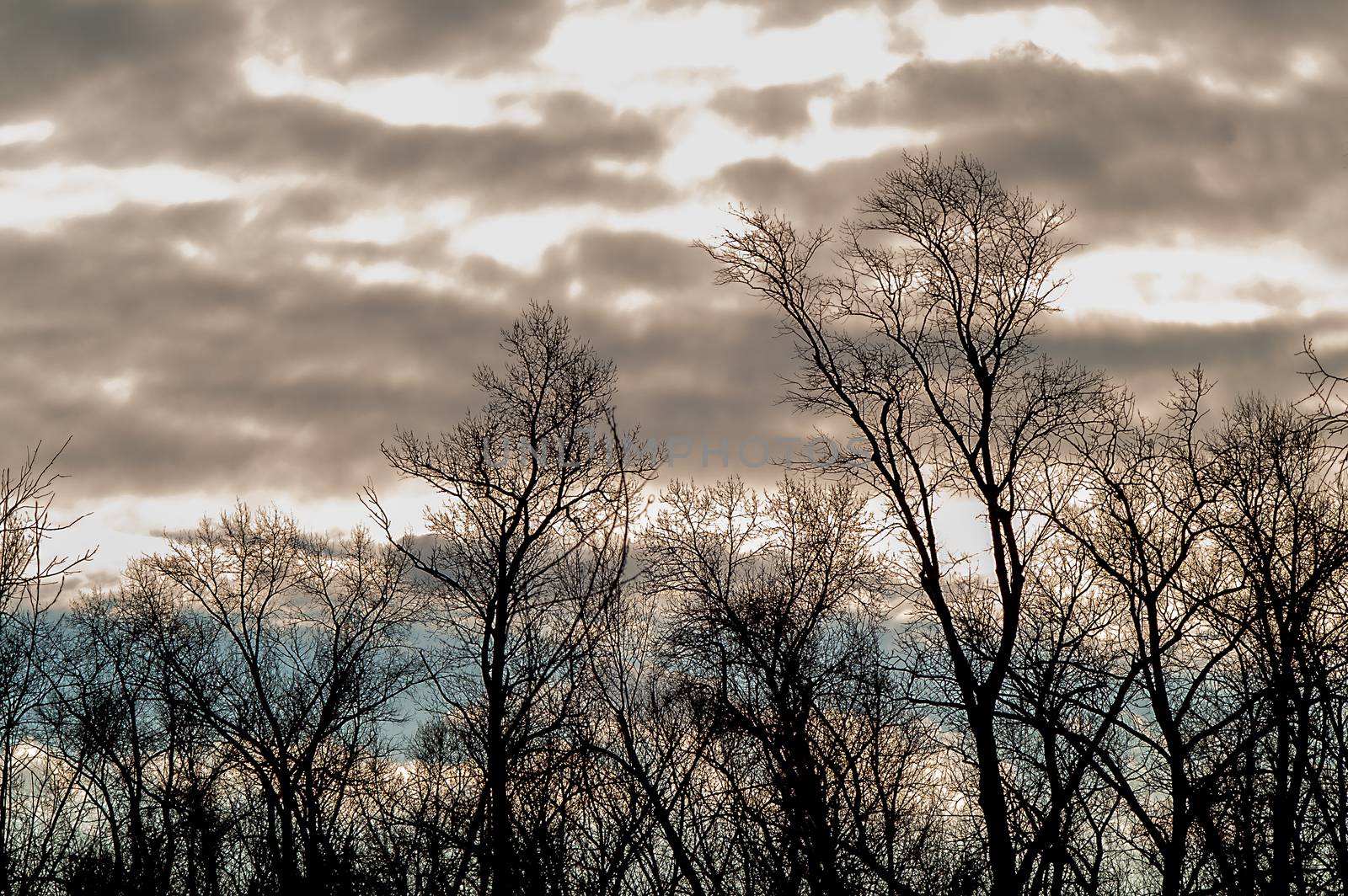 Autumn forest in the fallen leaves and the sky with clouds