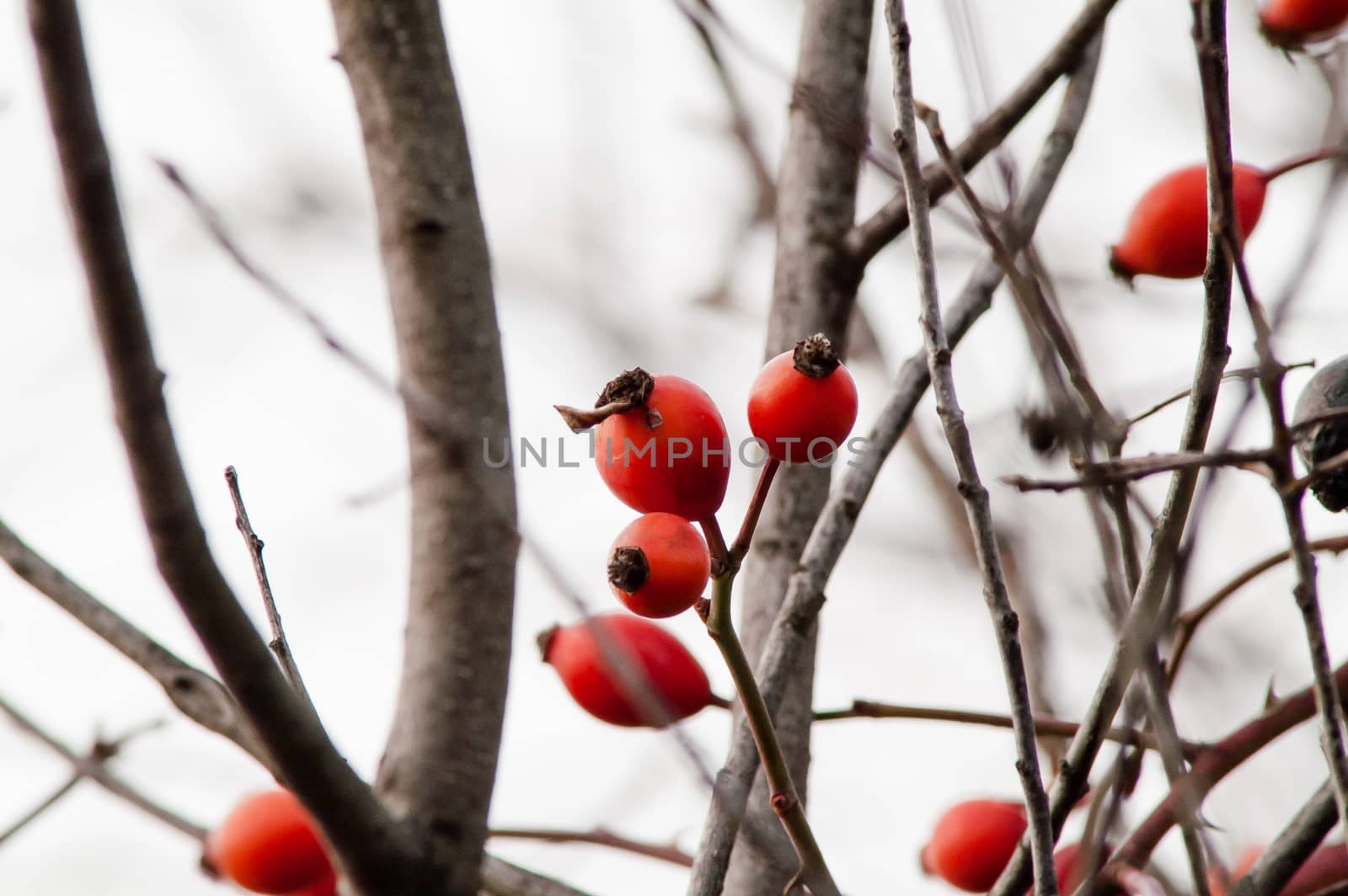 beautiful berry of wild rose on a bush