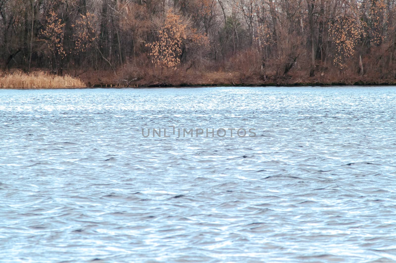 autumnal forest near the water by antonius_