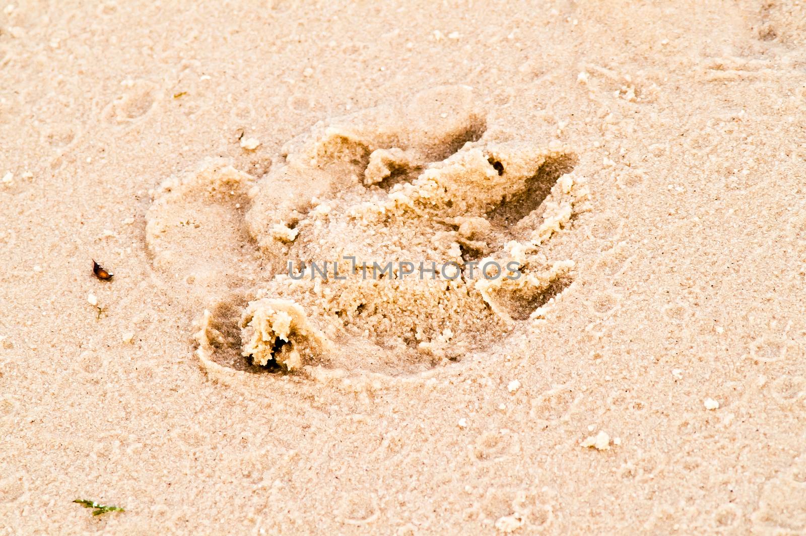 dog footprint on river sand close up