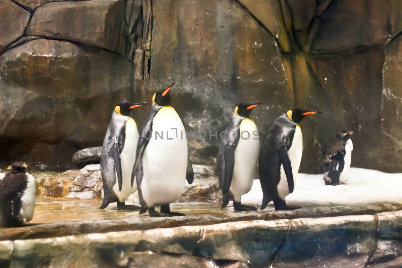 A group of penguins in aquarium tank