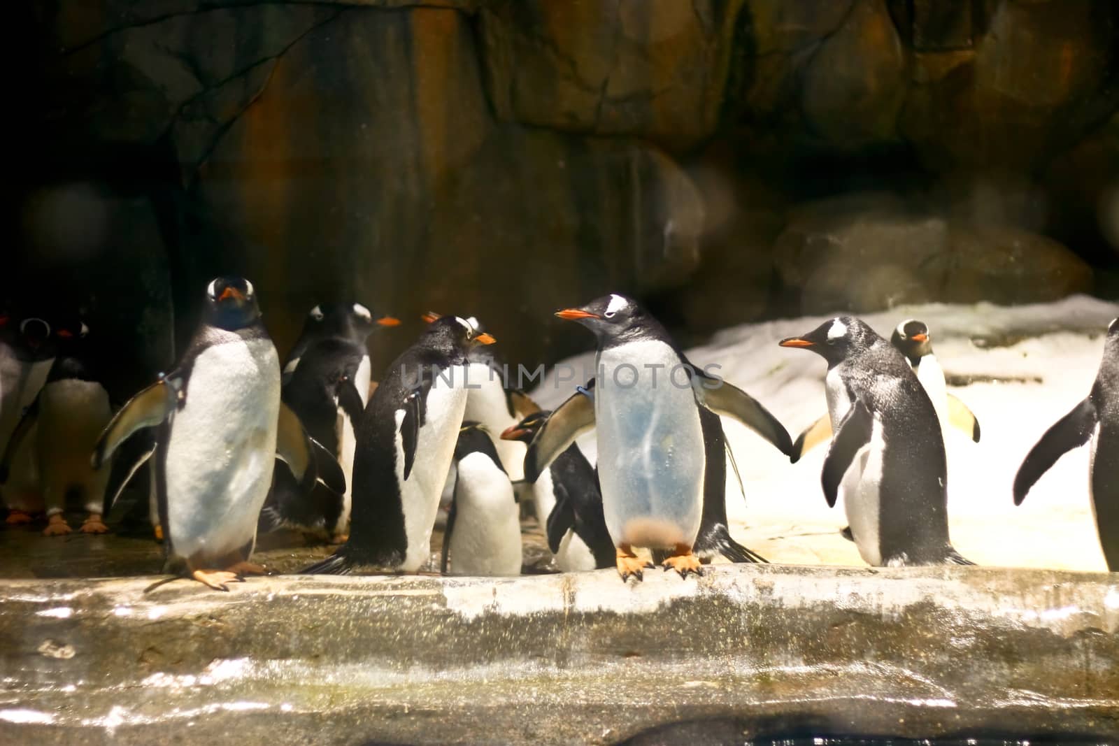 A group of penguins in aquarium tank