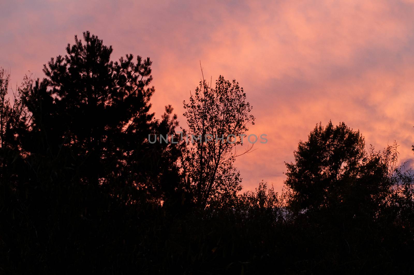 Black forest at a red beautiful sunset with clouds