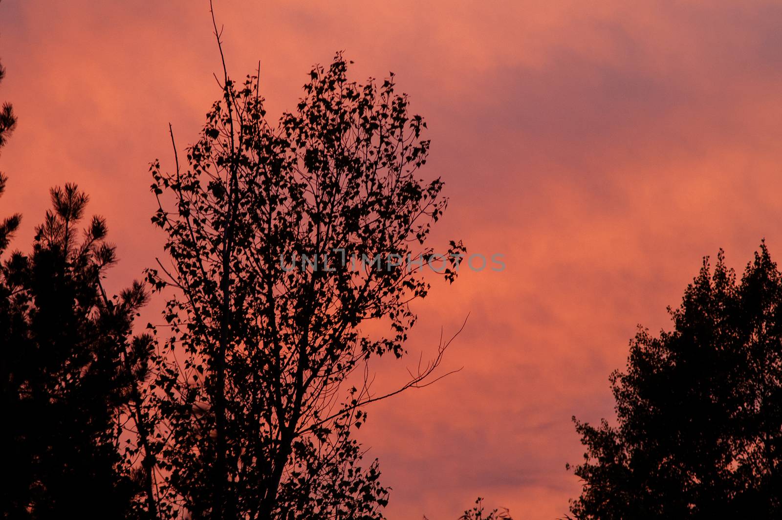 Black forest at a red beautiful sunset with clouds