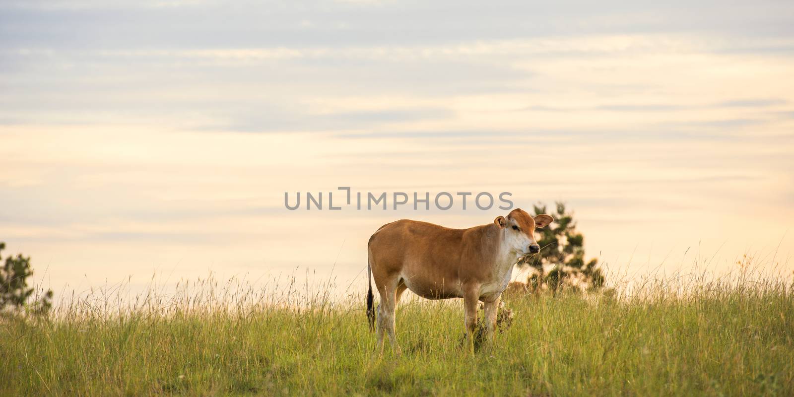 Cow in the paddock during the day in Queensland