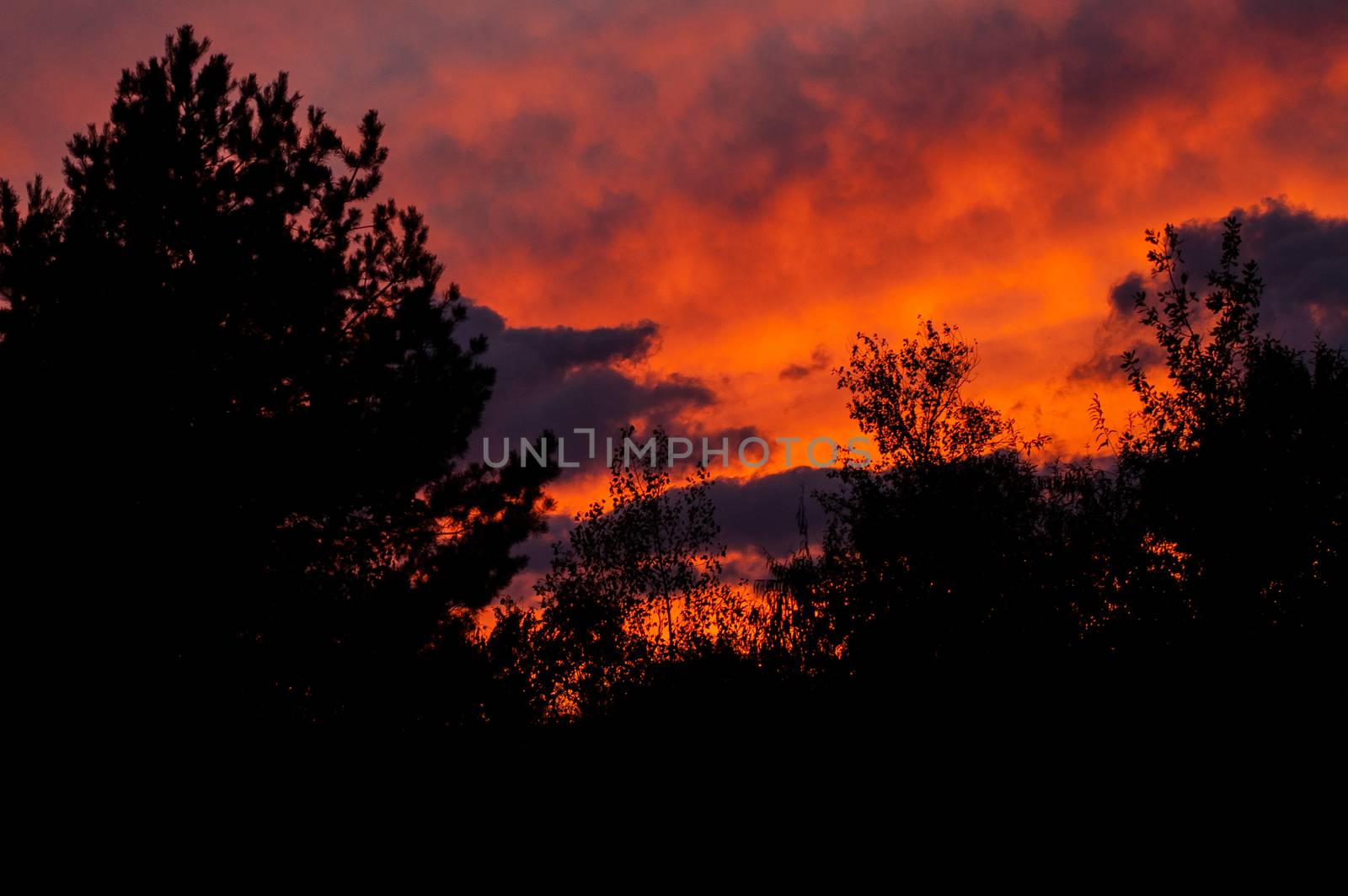 Black forest at a red beautiful sunset with clouds