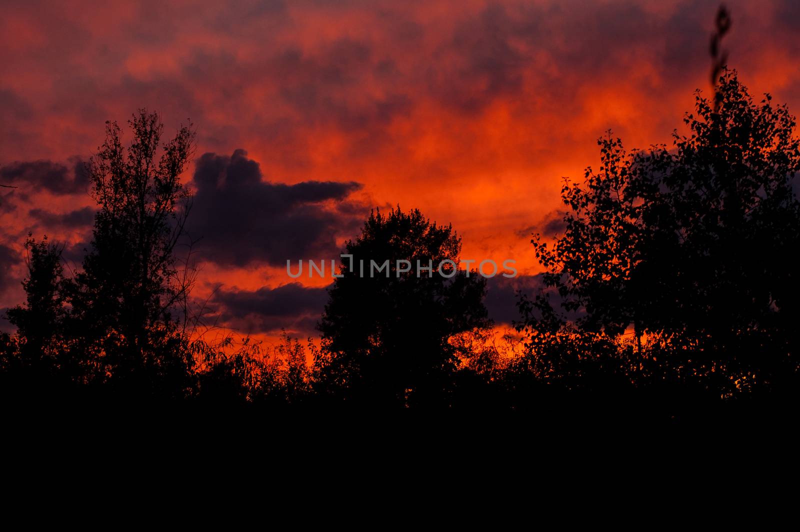 Black forest at a red beautiful sunset with clouds