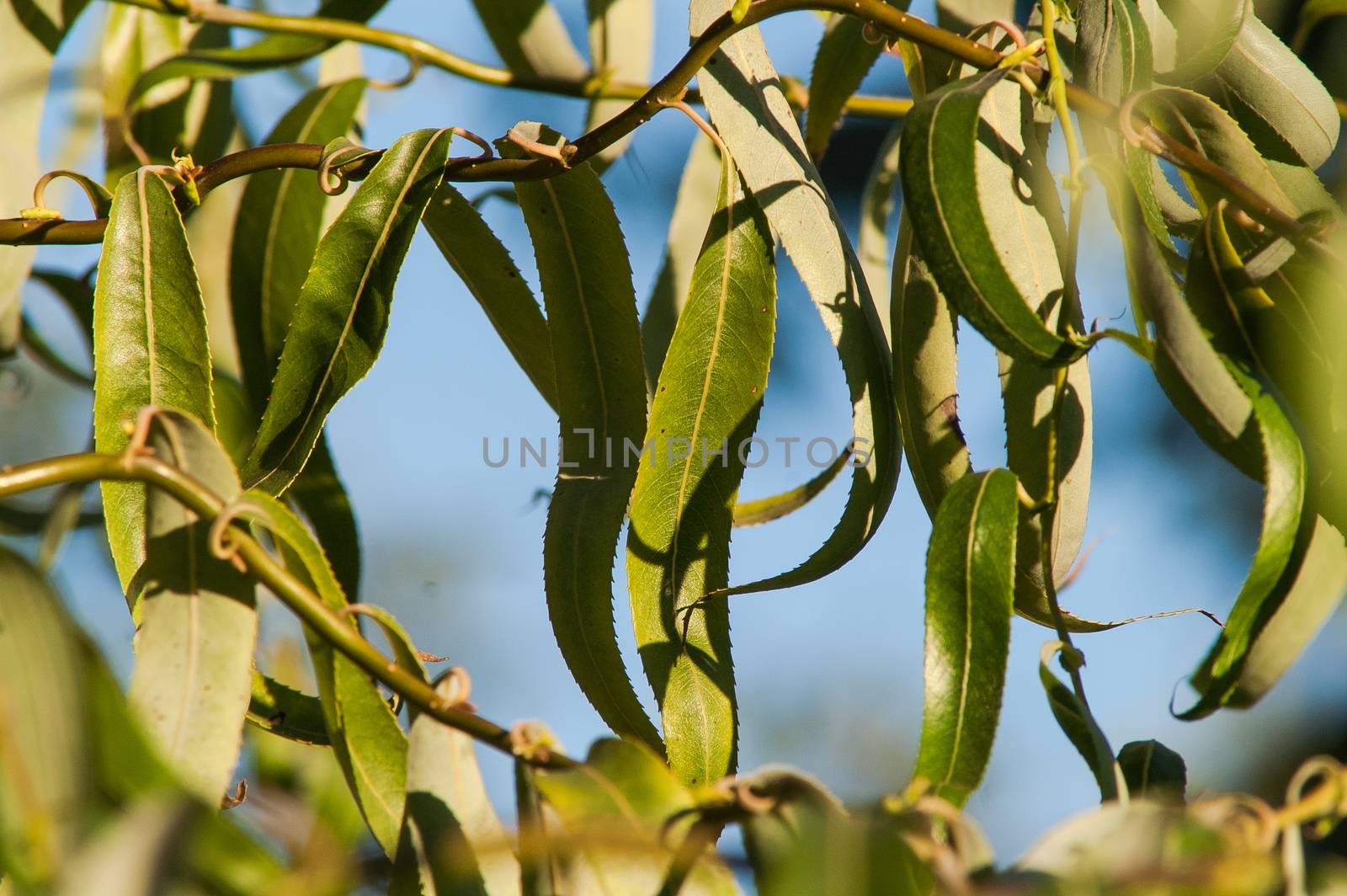 Green leaves in the autumn sun with blue sky