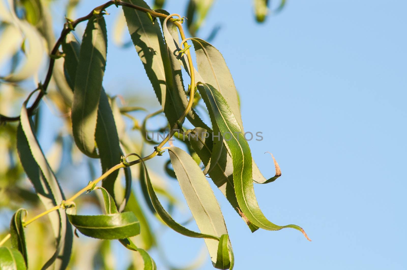 Green leaves in the autumn sun with blue sky