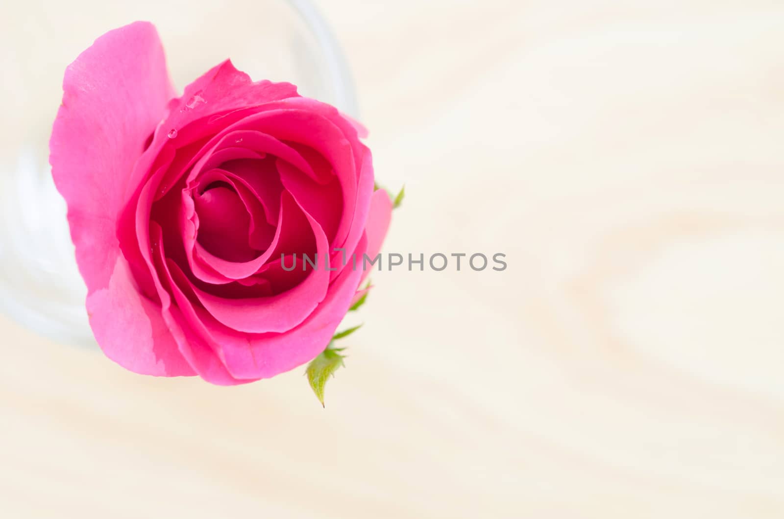 Pink rose in glass on wooden background.