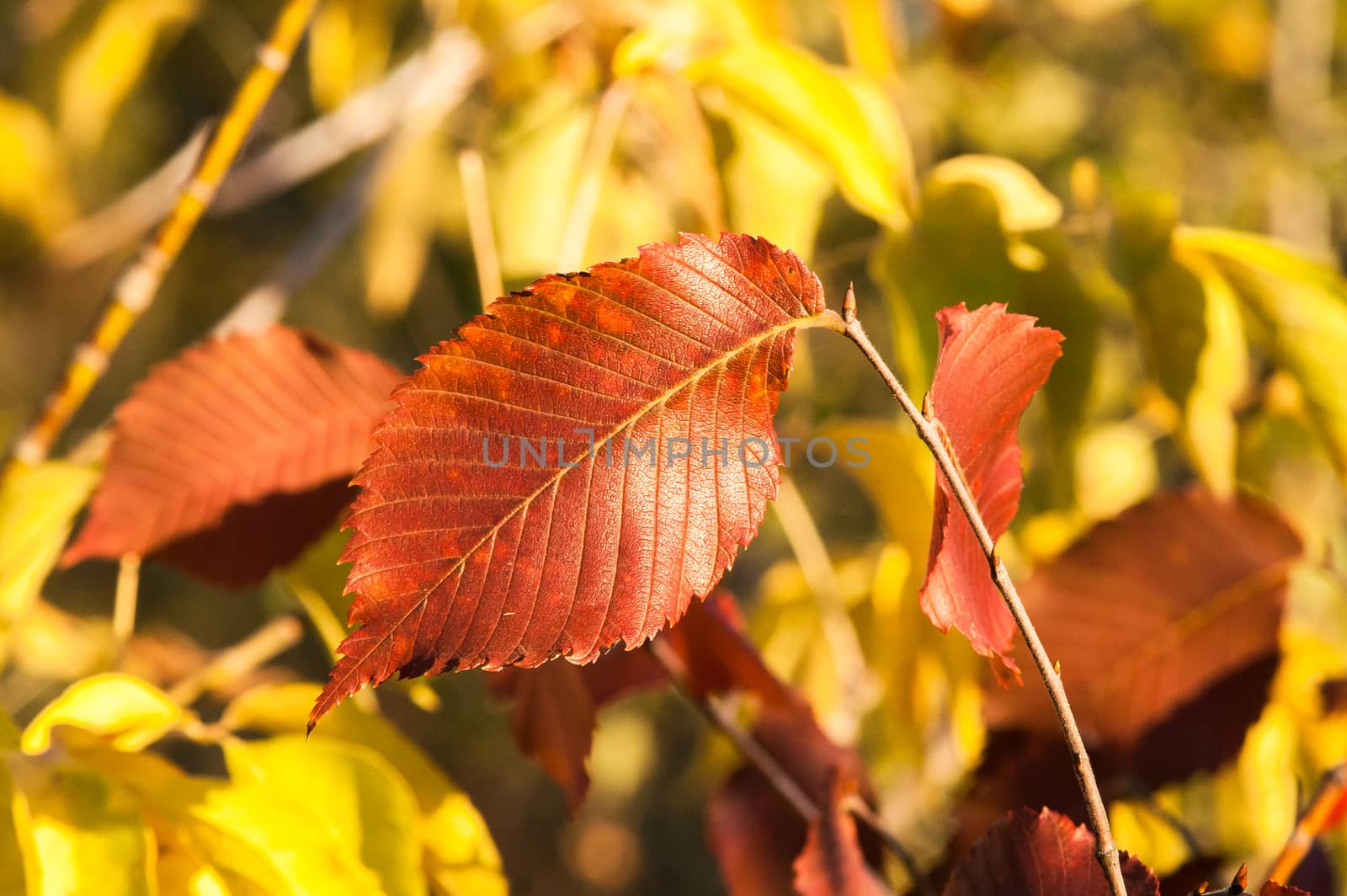 Yellow red leaves on a tree a sunny autumn day