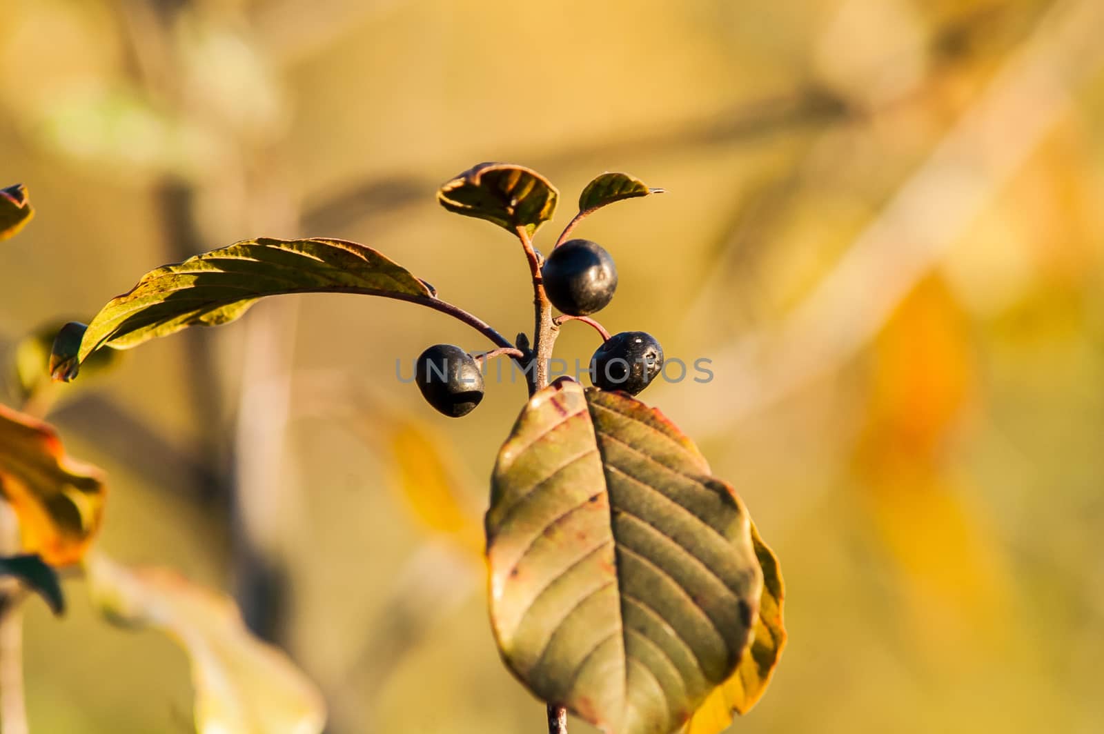 bunch of black berries on the bush in autumn at sunset