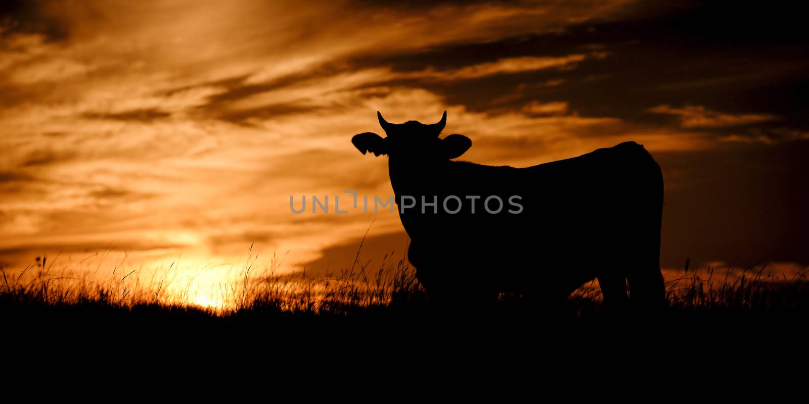 Silhouette of a cow in the late afternoon in Queensland, Australia.