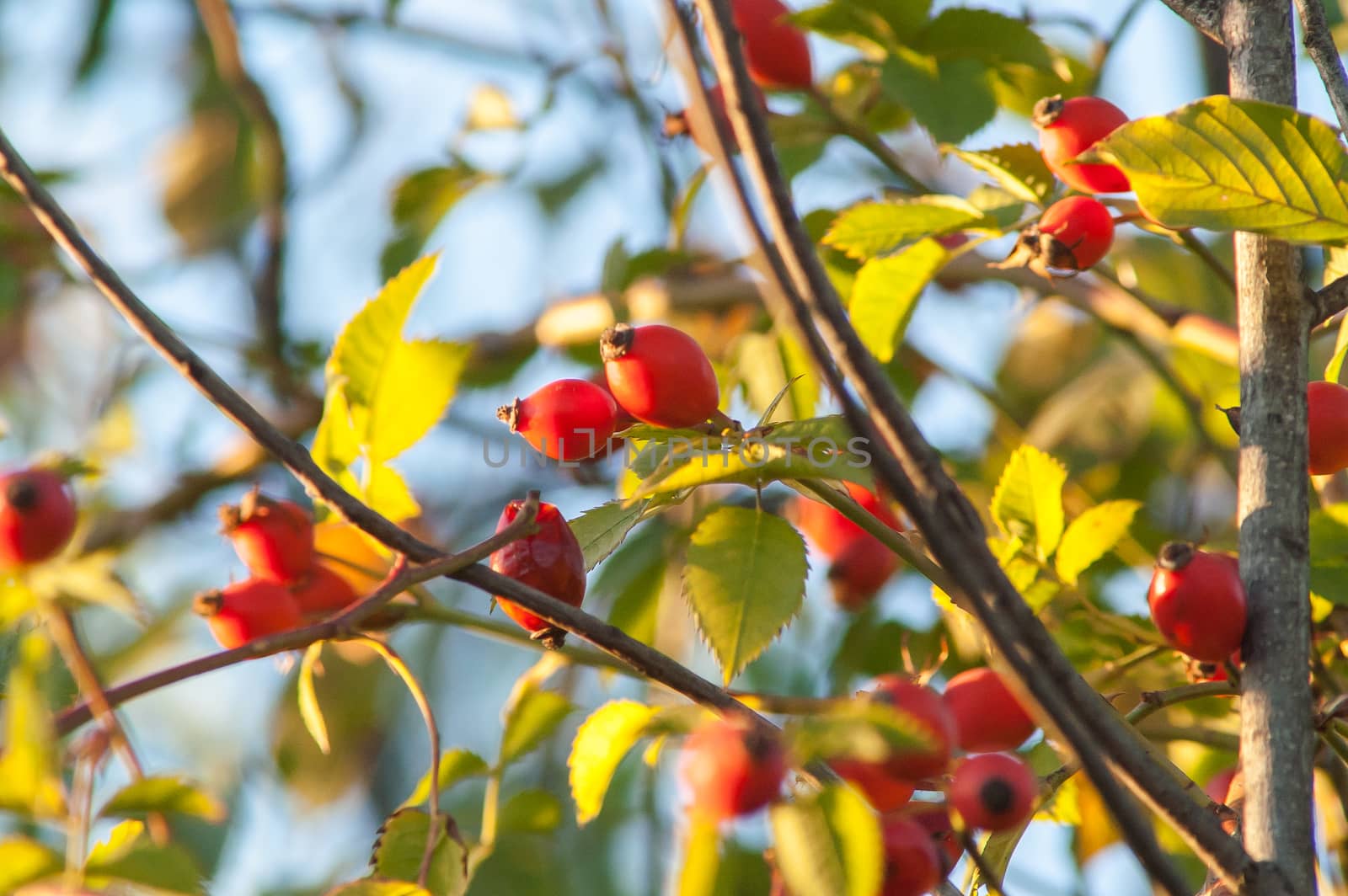 beautiful berry of wild rose on a bush