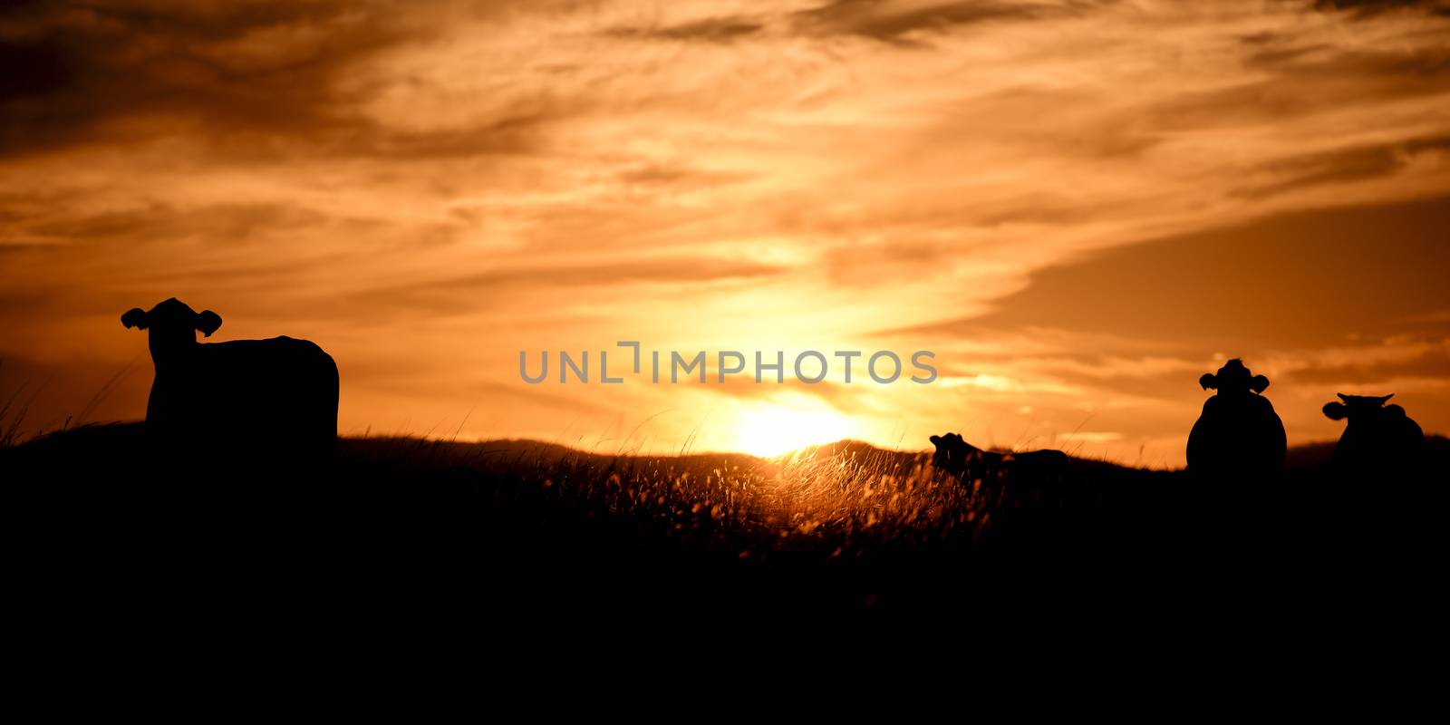 Silhouette of a cow in the late afternoon in Queensland, Australia.