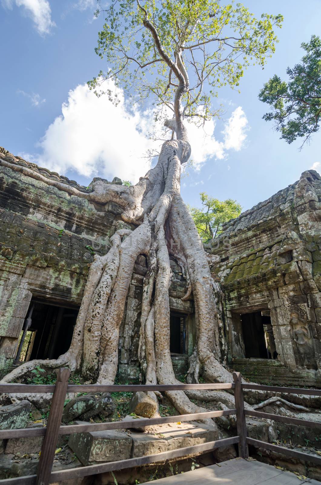 Ta Prohm temple in Siem Reap by siraanamwong