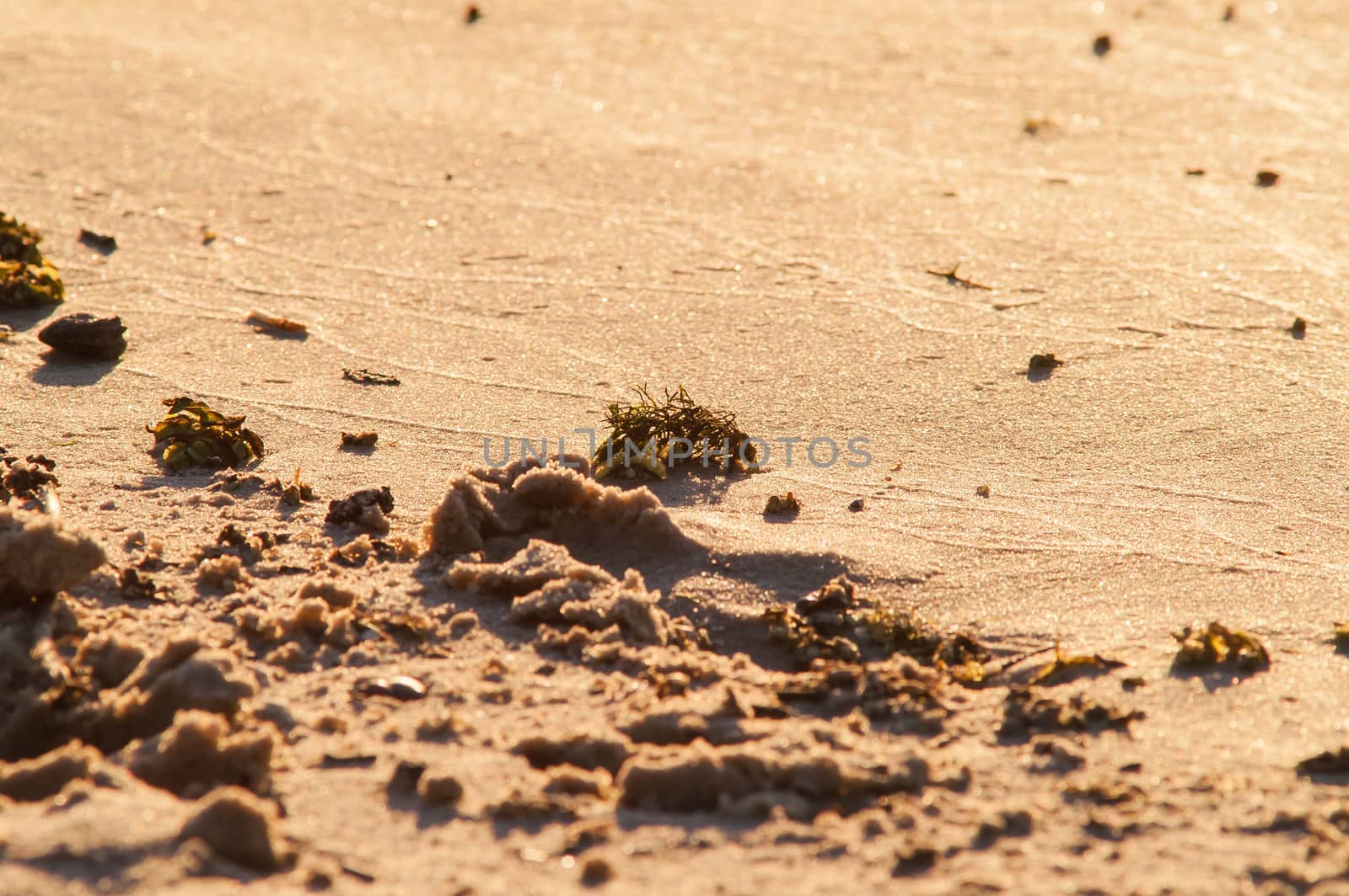 beach of golden sand with traces of a sunny day