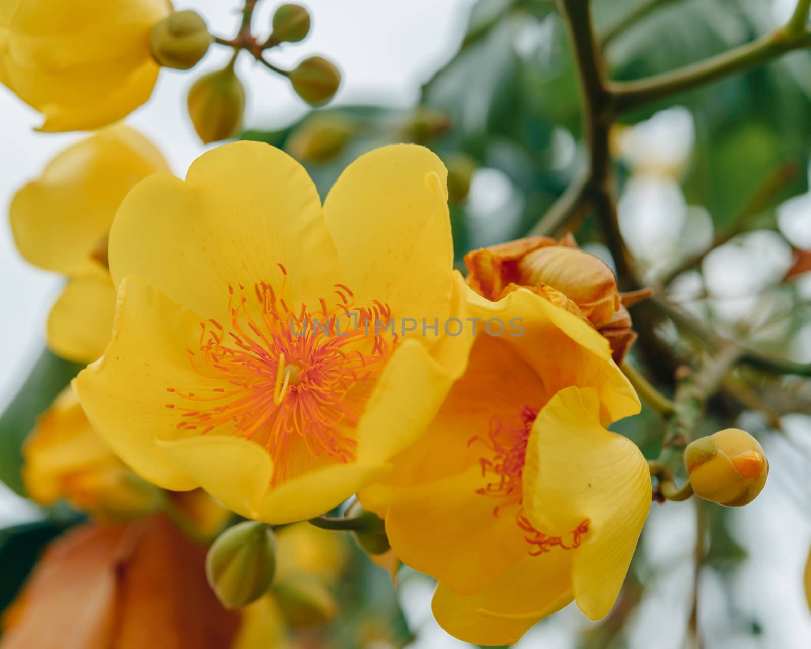 Colorful of Supannika Flower, Cochlospermum regium.Soft focus.Thailand.