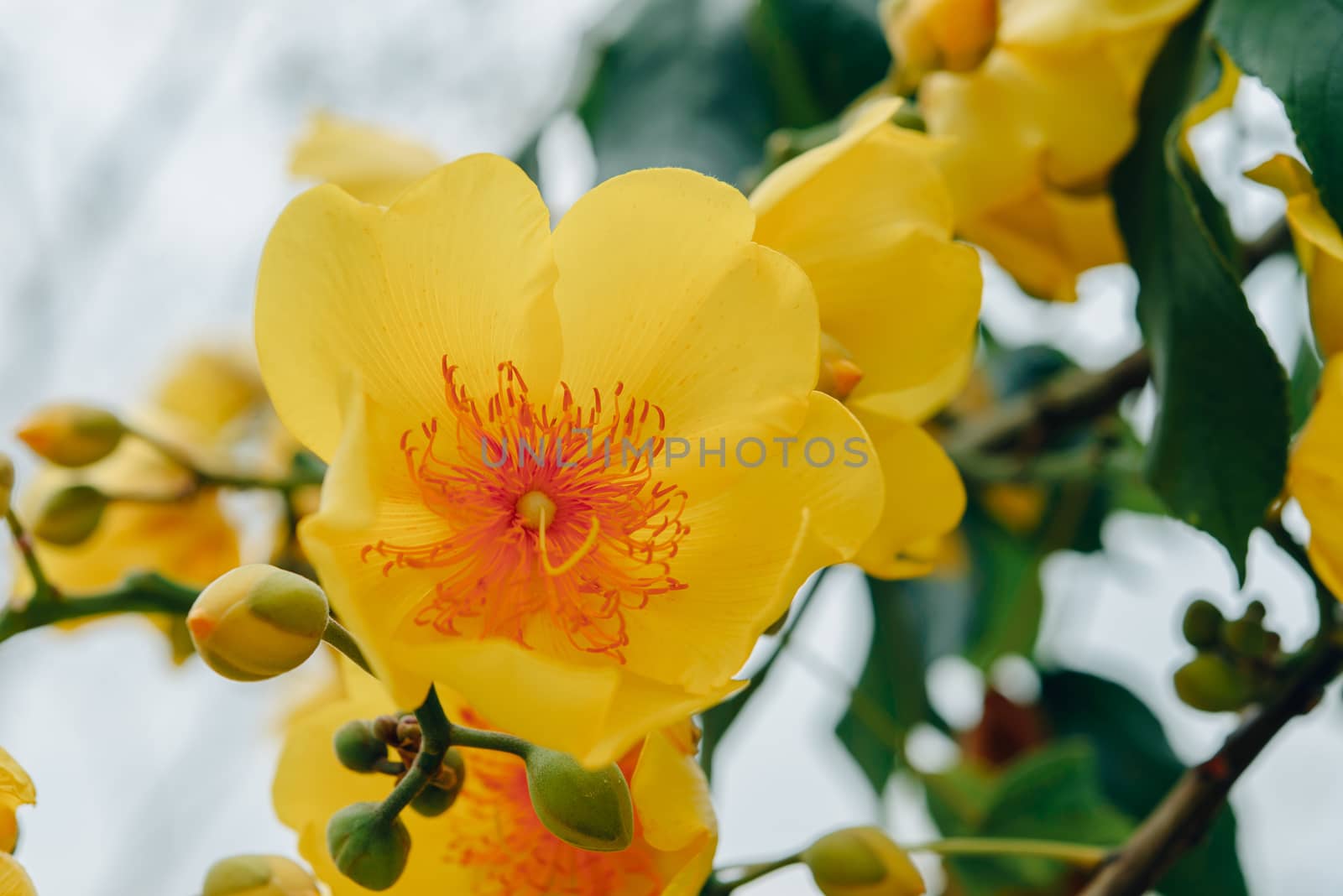 Colorful of Supannika Flower, Cochlospermum regium.Soft focus.Thailand.