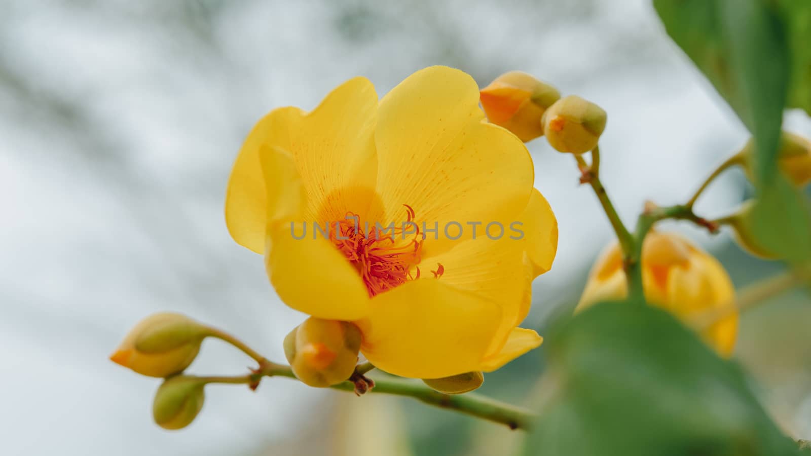 Colorful of Supannika Flower, Cochlospermum regium.Soft focus.Thailand.