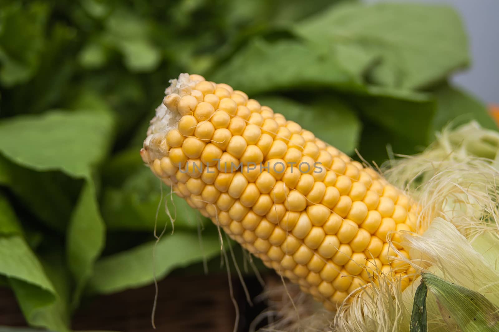 corn on a background of green salad close-up by antonius_