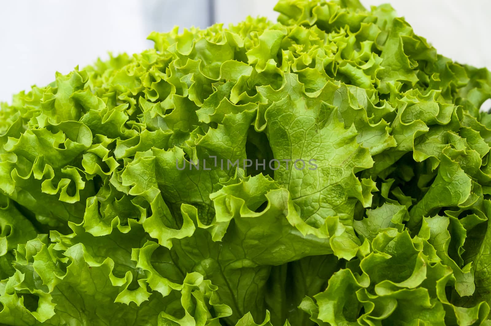 lush and beautiful green lettuce leaves close-up