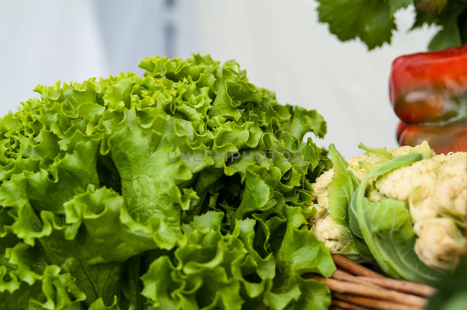 lush and beautiful green lettuce leaves close-up