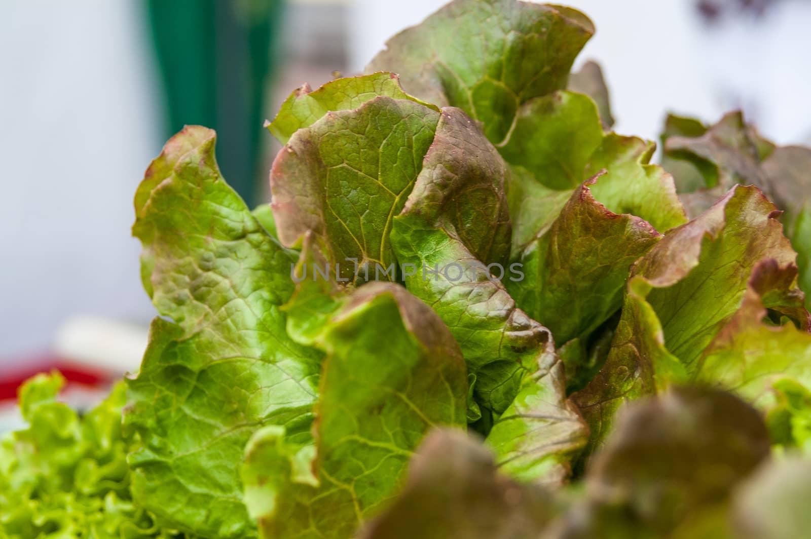 green lettuce leaves close-up by antonius_